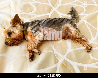 a small dog lies on the bed. yorkshire terrier stuck out his tongue from his mouth. dog with brown eyes trimmed by a groomer, big black nose and fat b Stock Photo