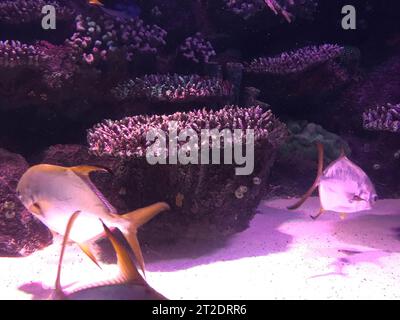 Colorful fishes and corals in the aquarium. Stock Photo