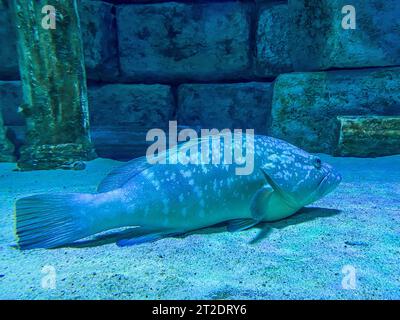 a long fish with stripes on scales and a tail swims along the seabed with sand and stones in the oceanarium. underwater marine life. rare exotic fish. Stock Photo