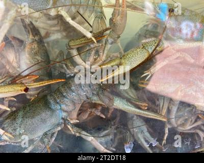 Live blue Crayfish shrimp in aquarium glass box or fish tank. Stock Photo