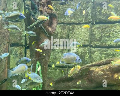 sea bottom. corals, stones, driftwood in the water. small, colorful, bright fish with transparent fins and tails swim under water. Stock Photo