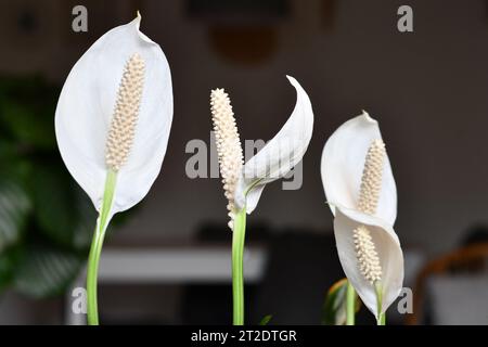 Close up of blooming white tropical Spathiphyllum plant spadix flower Stock Photo