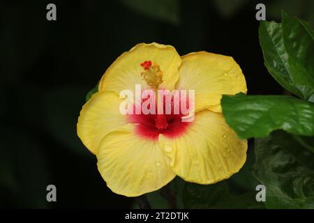 Large Yellow Hibiscus Flower. Stock Photo