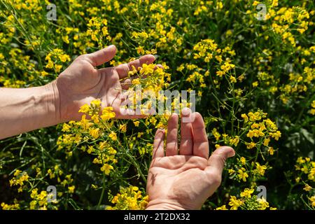 Canola flowers being held in human hand on oilseed feeld background Stock Photo