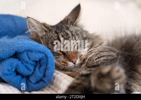 Happy Cat sleeping and resting with towel after bathing procedures. Funny Tabby Feline relax, calms down on a massage table while taking spa treatment Stock Photo