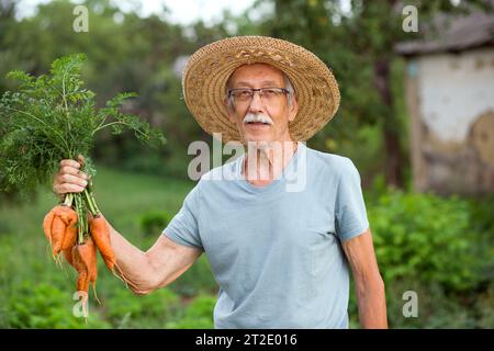 Organic fresh harvested vegetables. Farmer's hands holding fresh carrots, closeup. old senior farmer in straw hat Stock Photo