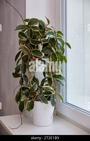 Variegated foliage of hoya carnosa variegata Krimson Queen on windows Stock  Photo - Alamy