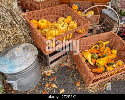 pumpkins in a basket on the market Stock Photo