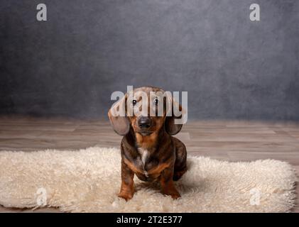 image of dog dark background Stock Photo