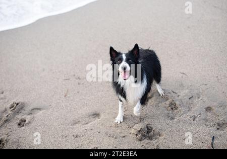 Cute wet and dirty Border Collie puppy standing on the sandy beach Stock Photo