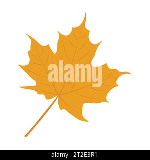 Autumn leaf. Autumn maple leaf isolated on a white background. Vector illustration Stock Vector