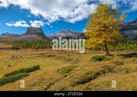 Lone limestone butte standing in the distance with single larch tree in autumnal vegetation. Grassy meadow in fall. Alpine mountain valley in autumn. Stock Photo
