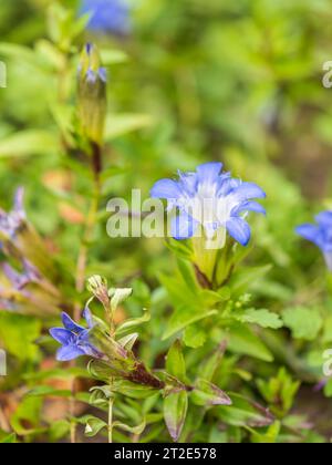 Bright blue flowers of gentiana. Macro view of the blue flower of Gentiana acaulis Stock Photo