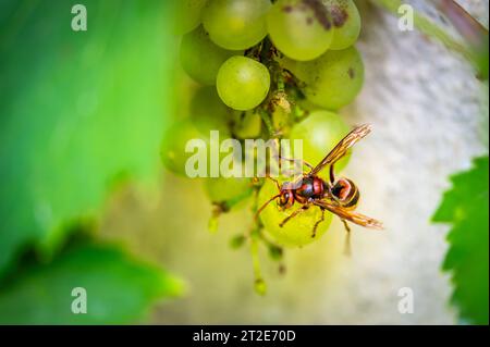 The yellow hornet (latin name Vespa Crabro) is eating grape fruit in vineyard. Close up macro view of insect. Stock Photo