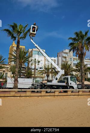 Worker pruning a palm tree with a tree saw hydraulic lift on city beach. Lloret de Mar, Spain Stock Photo