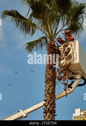 Worker pruning a palm tree with a tree saw hydraulic lift. Lloret de Mar , Spain Stock Photo