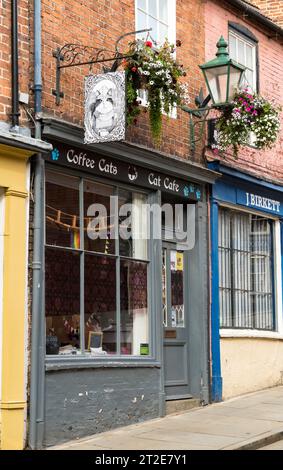 Coffee Cats Cat Cafe, The Strait, Lincoln City, Lincolnshire, England, UK Stock Photo