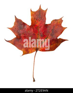 autumn Maple leaf isolated Stock Photo