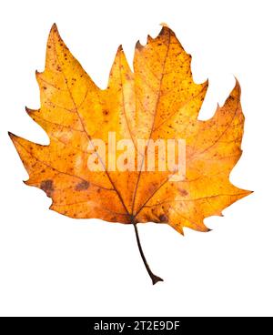 autumn Maple leaf isolated Stock Photo