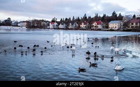 Ducks in water Stock Photo