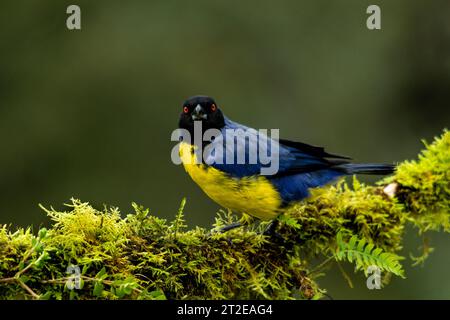 Hooded Mountain Tanager (Buthraupis montana) Stock Photo