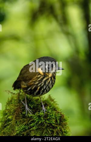 Crescent-faced Antpitta (Grallaricula lineifrons), Andean mountains, Manízales, Colombia - stock photo Stock Photo