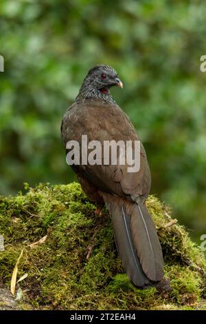 Andean Guan (Penelope montagnii) perched on tree branch, back view - stock photo Stock Photo