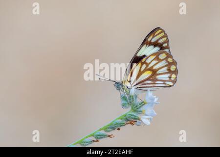 large white migratory butterfly, Brown-veined White, Belenois aurota Stock Photo