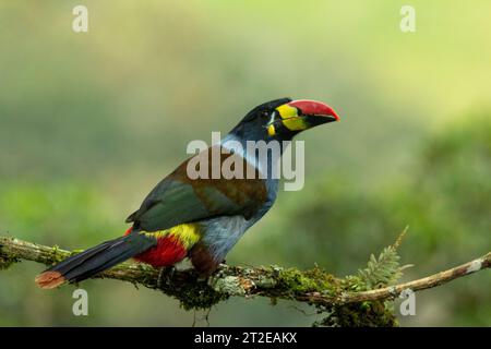 Gray-breasted Mountain-Toucan (Andigena hypoglauca) perching on mossy branch, manizales, Colombia - stock photo Stock Photo