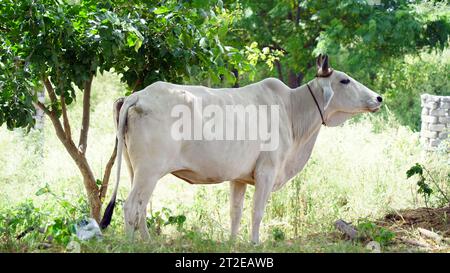 Indian Gir cow eating grass at the field Stock Photo