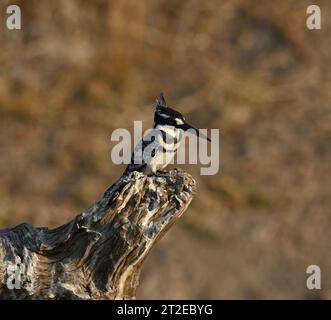 Grey king fisher sitting on a wooden stump at the Chobe river, Botswana Stock Photo