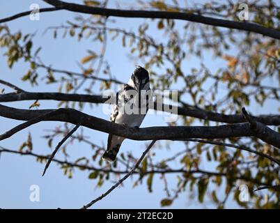 Grey kingfisher on a branch with a fish in its beak the pope falls, Cubango river, Namibia Stock Photo