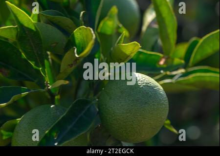 unripe oranges on the tree Stock Photo
