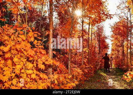 Changchun, China's Jilin Province. 19th Oct, 2023. Visitors take photos among autumn leaves at a park in Changchun, northeast China's Jilin Province, Oct. 19, 2023. Credit: Xu Chang/Xinhua/Alamy Live News Stock Photo