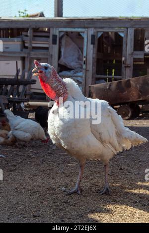 A white turkey bird in the backyard of farm. A beautiful important bird is turkey. Turkey farming. Natural healthy poultry meat for cooking festive di Stock Photo