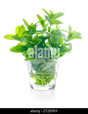 Green mint leaves isolated on the white background. Stock Photo