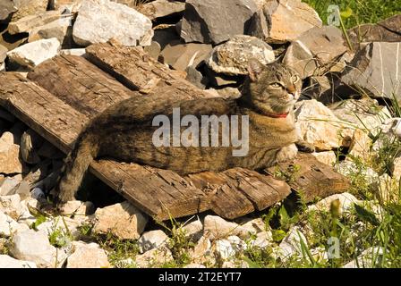 Tabby Cat having Sunbath -  resting, lying on Sun Stock Photo