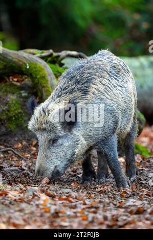 Wild boar (Sus scrofa) foraging in forest floor at Bavarian forest, Germany. Stock Photo