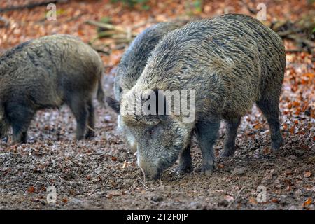 Wild boar (Sus scrofa) foraging in mud at Bavarian forest, Germany. Stock Photo