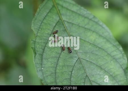 Overhead view of the few compact carpenter ants (Camponotus Planatus) Searching food while walking on the surface of a wild Mussaenda leaf Stock Photo