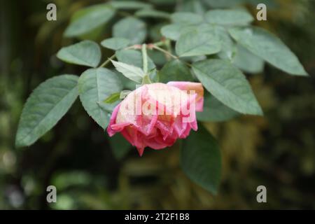 View of a wilted pink rose flower facing downwards after a rain. The rose flower petals are covered in drops of remaining water Stock Photo