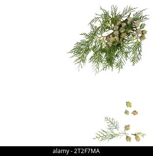 a  with some berries on a transparent surface Stock Photo