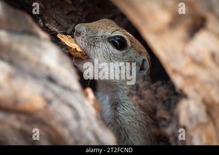 A Squirrel having lunch. Stock Photo
