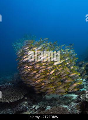A large school of Dory snapper fish (Lutjanus fulviflamma), yellow fish with one black dot swimming together over the coral reef in the deep sea Stock Photo