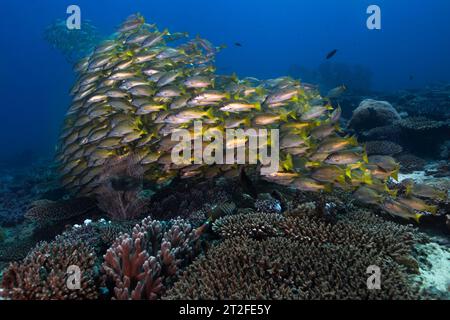 A large school of Dory snapper fish (Lutjanus fulviflamma), yellow fish with one black dot swimming together over the coral reef in the deep sea Stock Photo