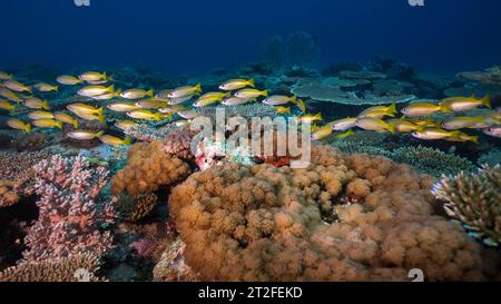 A school of Yellow or Bigeye snapper fish (Lutjanus lutjanus) yellow fish with light stripes swimming close to the reef Stock Photo