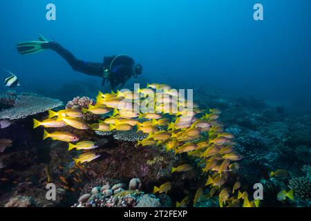 A school of Yellow or Bigeye snapper fish (Lutjanus lutjanus) yellow fish with light stripes swimming together with a male scuba diver swimming behind Stock Photo