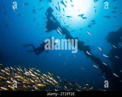 A school of Yellow or Bigeye snapper fish (Lutjanus lutjanus) yellow fish with light stripes with the silhouette of a scuba diver and the mast of a s Stock Photo