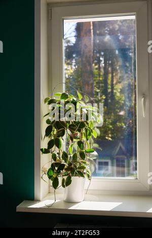 Variegated foliage of hoya carnosa variegata Krimson Queen on sunny windows sill. Stock Photo