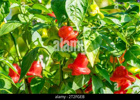 The bishop's crown, Christmas bell, or joker's hat, is a pepper, a cultivar of the species Capsicum baccatum var. pendulum Stock Photo